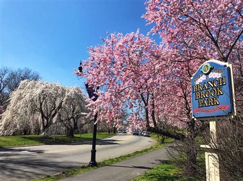 Find Out When To See The Cherry Blossoms at This NJ Park